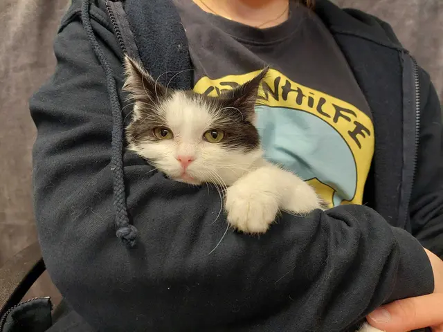 Felicio | Foto: Pfotenhilfe