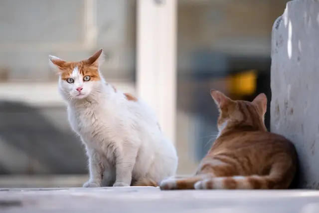 Besonders gefährdet sind freilaufende Katzen, die draußen unbeaufsichtigt unterwegs sind und versehentlich Giftköder aufnehmen könnten. | Foto: Symbolbild Pixabay
