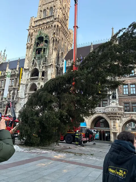 Münchens Christbaum 2025 stammt aus Ellmau am Wilden Kaiser. | Foto: TVB Wilder Kaiser