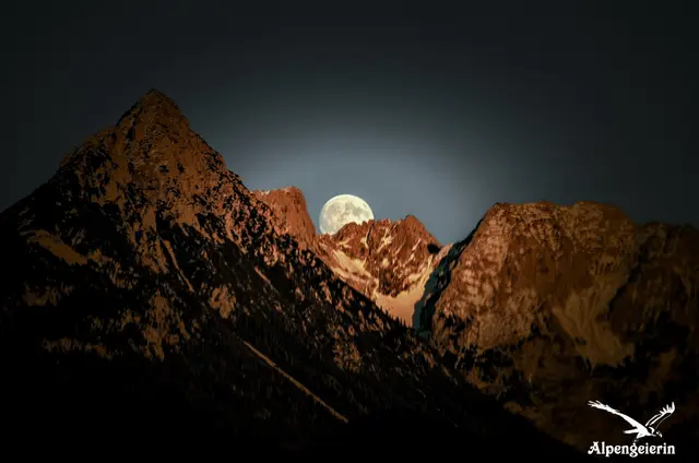 Foto: Janet Bleiker/ Alpengeierin