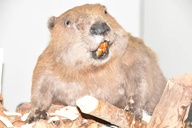 Foto: Michael Strini