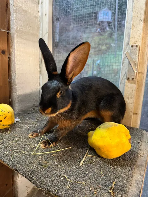 Das Hasenkaninchen gilt als die eleganteste Kaninchenrasse. | Foto: Wagner