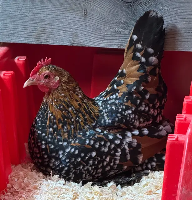 Ein Federfüßiges Zwerghuhn von Vereinsobmann Jürgen Wagner, in der Farbe gelb, mit weißen Tupfen. | Foto: Wagner