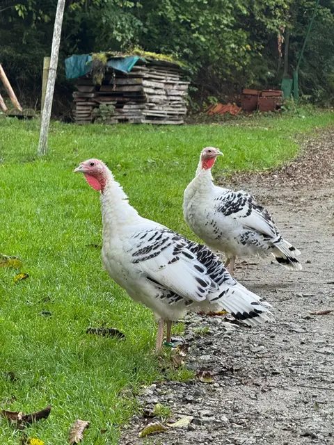 Cröllwitzer Puten  | Foto: Wagner