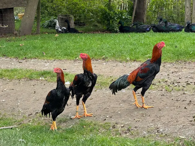 Das Shamo (japanisch der Kämpfer) sind große, nahezu senkrecht stehende Kampfhühner mit einem eckigem Körperbau. | Foto: Wagner