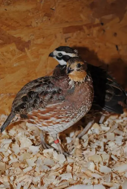 Virginia Baumwachteln: Sie gehören zu den Zahnwachteln und stammen aus Nordamerika.  | Foto: Wagner