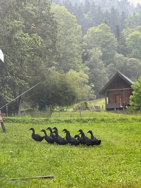 Das sind Cayugaenten. Sie stammen aus Nordamerika und sind nach einem See im US-Bundesstaat New York benannt.  | Foto: Wagner