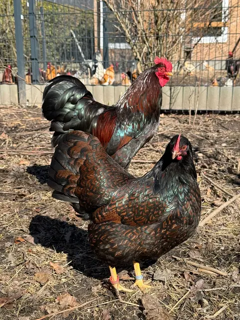 Zwerg-Barnevelder von Jürgen Wagner.  | Foto: Wagner