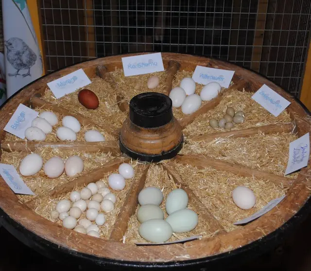 Bei der Ausstellung werden auch die verschiedenen Bruteier der Tiere präsentiert.  | Foto: Wagner