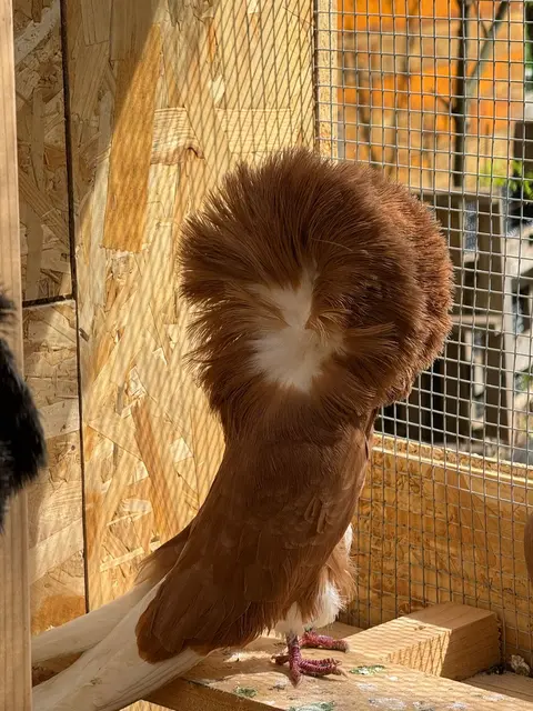 Tauben gibt es in vielen verschiedenen Größen, Varianten und Formen.  | Foto: Wagner
