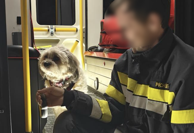 In den hauptbeteiligten Unfallfahrzeugen hat sich zudem je ein Hund befunden. | Foto: Feuerwehr Möllbrücke