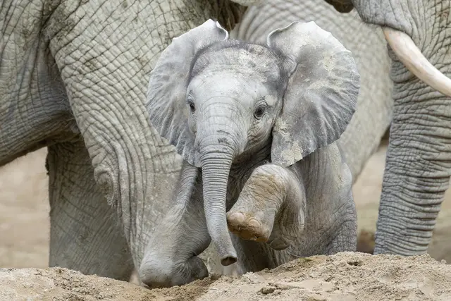Der zweieinhalb Monate alte Elefantenbulle wächst und wächst. Mittlerweile legt der kleine Bulle auch knapp 200 Kilogramm auf die Waage. | Foto: Daniel Zupanc/Tiergarten Schönbrunn