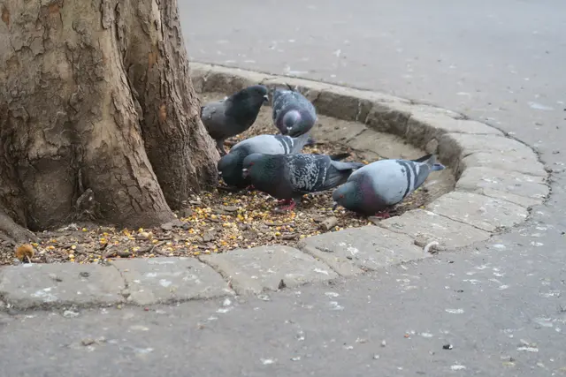 Taubenproblem auch in Gersthof: Das regelmäßige Füttern der Tiere - auch wenn in guter Absicht - sorgt für eine erhöhte Population und vermehrt Dreck auf den Straßen.  | Foto: Patricia Hillinger/MeinBezirk