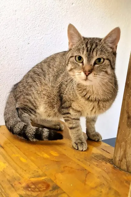 Hermes wünscht sich ein Leben als Freigänger. | Foto: Tierheim Wels