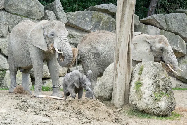 Foto: Daniel Zupanc/Tiergarten Schönbrunn