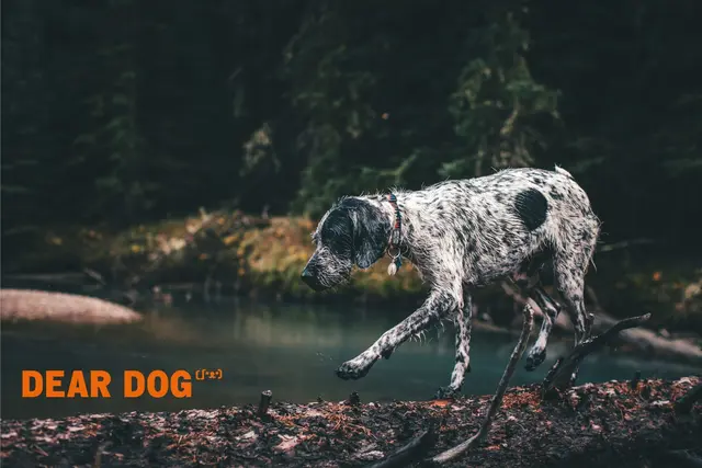 Nachhaltige Hundesnacks aus Österreich, die nicht nur eine Belohnung für den Hund sind, sondern auch für seine Gesundheit zuträglich sind, gibt es bei DEAR DOG. | Foto: Unsplash / Patrick Hendry