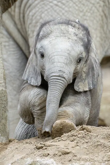 Foto: Daniel Zupanc/Tiergarten Schönbrunn