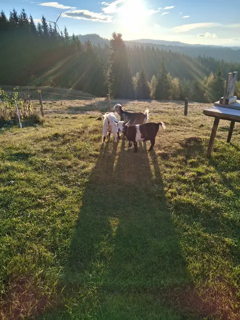 Von den drei Zwergziegen hat nur Floh überlebt. | Foto: privat