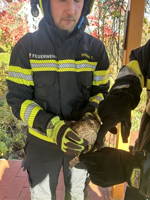 Dieser Falke wurde nach einem Flügelbruch gerettet. | Foto: FF St.Veit