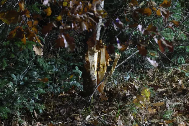 Foto: laumat/Matthias Lauber