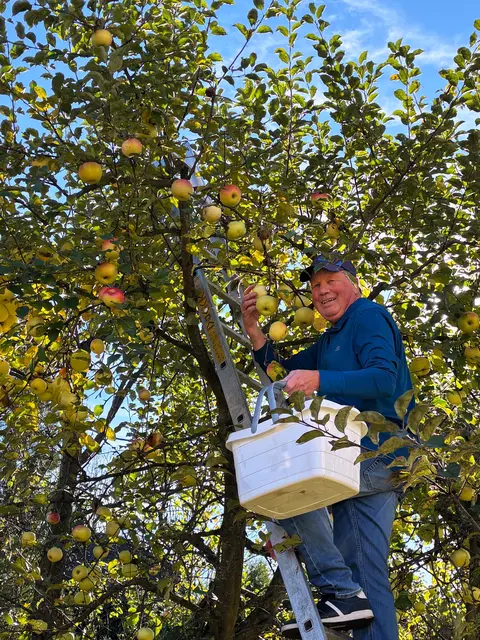 „Richtig fett“ hängen sie derzeit an den Bäumen, bringt es der Schärdinger Gartenbesitzer Stefan Kitzmüller im Stadtteil Kreuzberg auf den Punkt.  | Foto: Franz Gruber