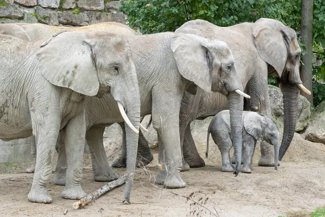 Eine 2003 im Tiergarten geborene Elefantenkuh hat die Rolle der geduldigen „Tante“ eingenommen. Meist hält sich das Kalb unter ihrem Bauch auf und läuft mit ihr mit, während das Muttertier sich eine Auszeit nehmen kann. | Foto: Daniel Zupanc/Tiergarten Schönbrunn