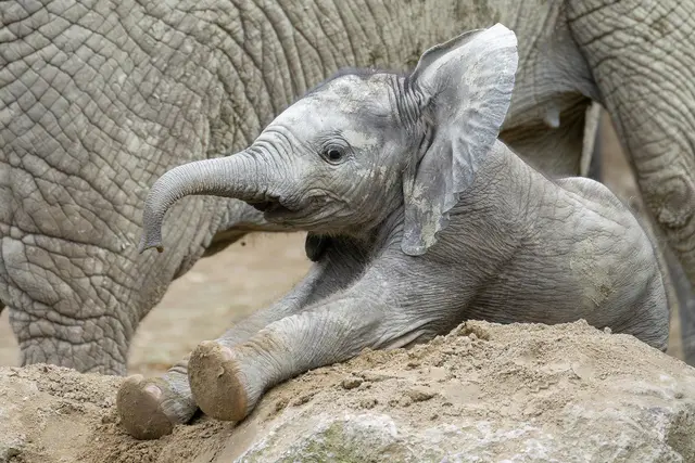 Foto: Daniel Zupanc/Tiergarten Schönbrunn