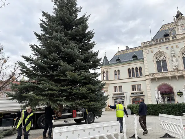 Der Christbaum auf dem Korneuburger Hauptplatz wird aufgestellt. | Foto: Sandra Schütz