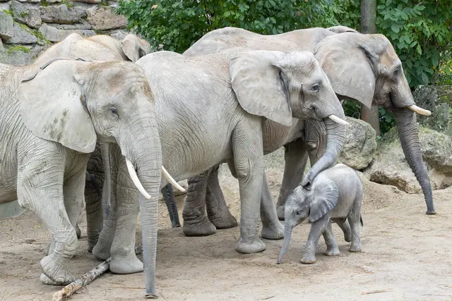 Foto: Daniel Zupanc/Tiergarten Schönbrunn