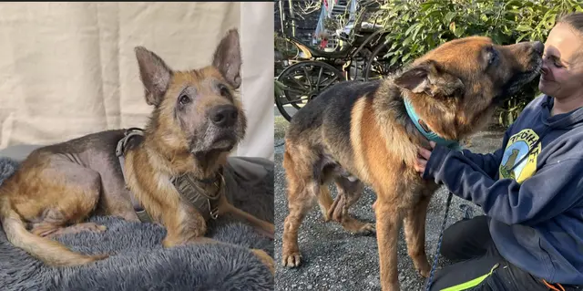  Enzo am Tag der Beschlagnahmung und nach der Genesung. | Foto: Pfotenhilfe