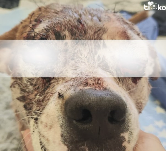 Das Tier wies mehrere Stichverletzungen am gesamten Körper auf. | Foto: TierschutzKompetenzzentrum Kärnten