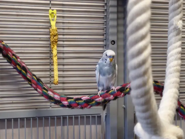 Wellensittich Hermes sucht ein Platzerl für sich und seine Clara. | Foto: Tierheim Linz