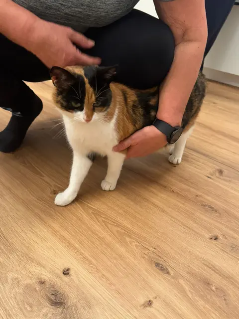 Gechipt, mit Zeckenband und in gutem Zustand – diese Katze wurde in Weißkirchen gefunden. | Foto: THG