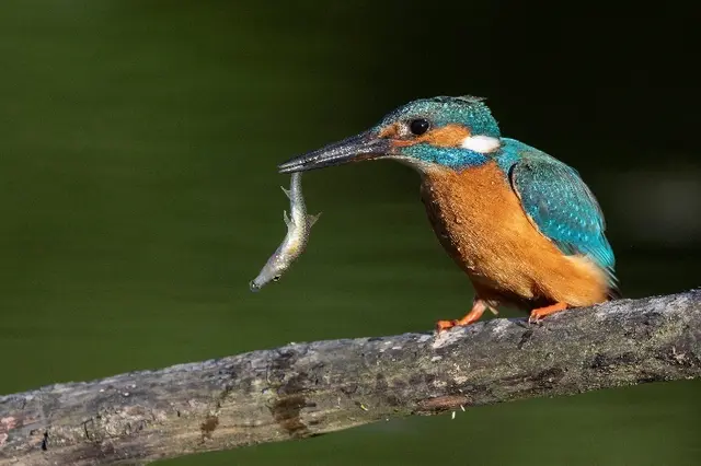 Ein Foto von Franz Haunschmied vom Orter Fotoclub gewann Gold. | Foto: Franz Haunschmied