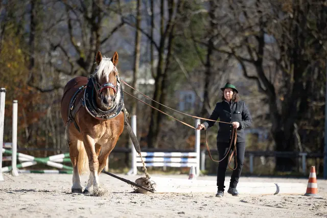 Am vergangenen Wochenende fand am Rennbahngelände eine Feldprüfung für Norikerstuten statt. | Foto: Monika Schmid