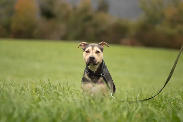 Knödel wartet auf sein Zuhause | Foto: Tierschutzverein Tirol