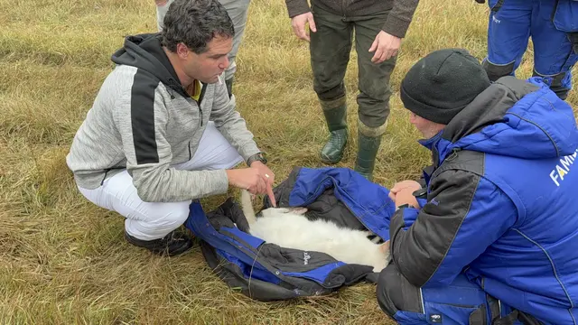Mit einem Betäubungsgewehr wurde das Känguru sanft gesichert. | Foto: Family City