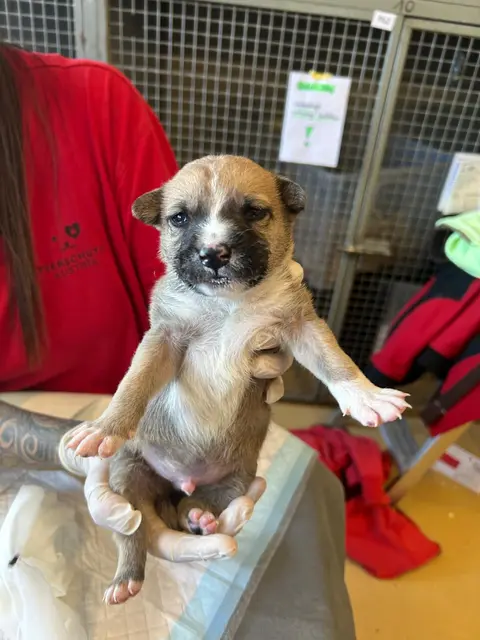 Die Welpen wurden im Freien gefunden. | Foto: TSA