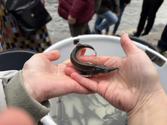 300 Störe von "LIFE-Boat 4 Sturgeon" der Boku Wien wurden in die Mur gesetzt. | Foto: MeinBezirk/Gerda Sammer-Schmidt