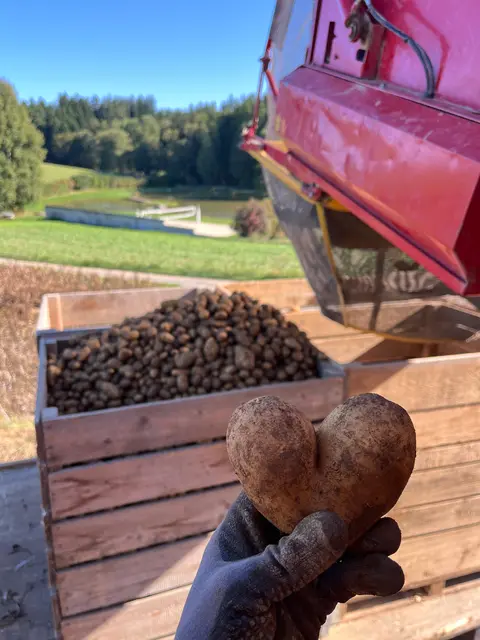 Passend zur Aktion hat sich dieser Erdapfel für eine Herz-Form entschieden. | Foto: privat