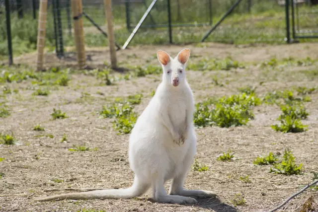 Rückkehr auf Merlins Farm – das Känguru ist wieder daheim. | Foto: Family City