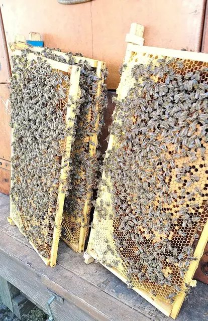 Die Imkerinnen und Imker freuen sich über die Aktivitäten der Bienen. | Foto: Schwaighofer