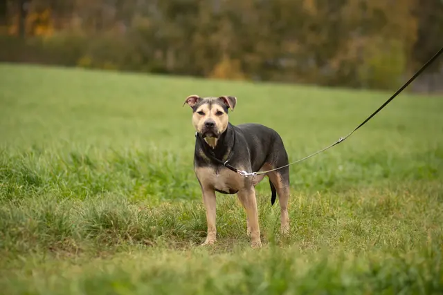 Knödel  | Foto: Tierschutzverein Tirol