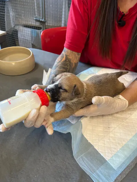 Die Tiere werden im Tierheim Vösendorf mit dem Fläschchen aufgezogen. | Foto: TSA