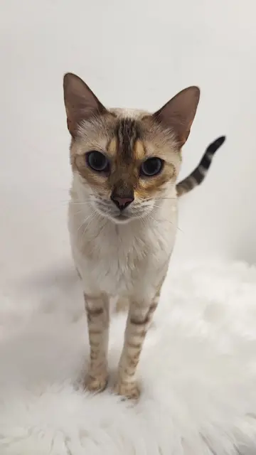 Foto: Tierschutzverein Tirol