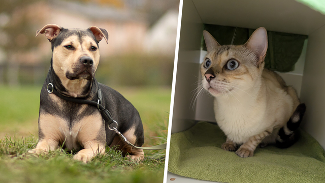 Wir warten auf dich! | Foto: Tierschutzverein Tirol