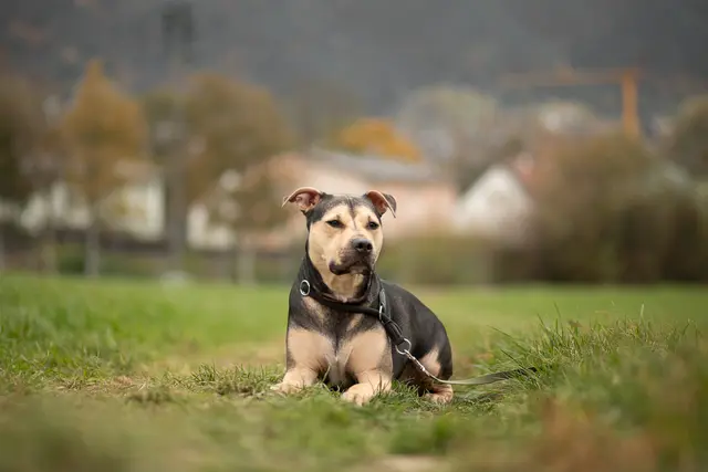 Knödel  | Foto: Tierschutzverein Tirol