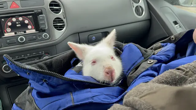 Das kleine Känguru konnte naha Chvalovice durch einen Hinweis gefunden werden. | Foto: Family City