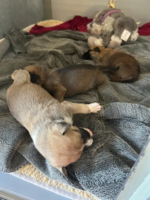 Für die drei Welpen und ihre Mama werden Namen gesucht. | Foto: TSA