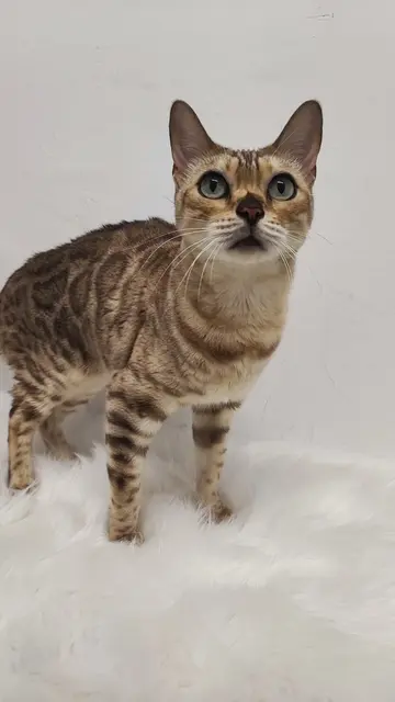 Foto: Tierschutzverein Tirol